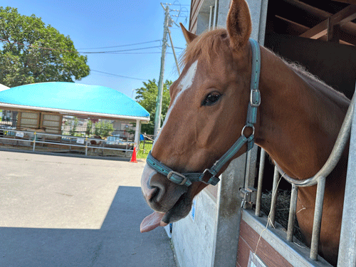 万栄競馬写真